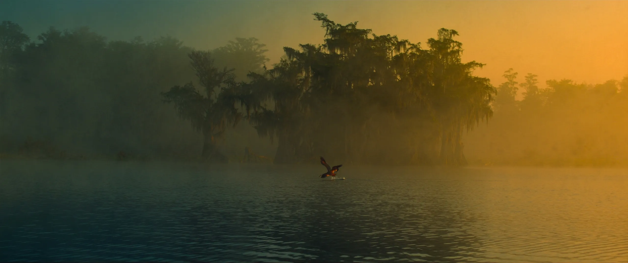 A brown pelican gliding low over calm Louisiana marsh water at golden hour, with cypress trees in the mist behind it