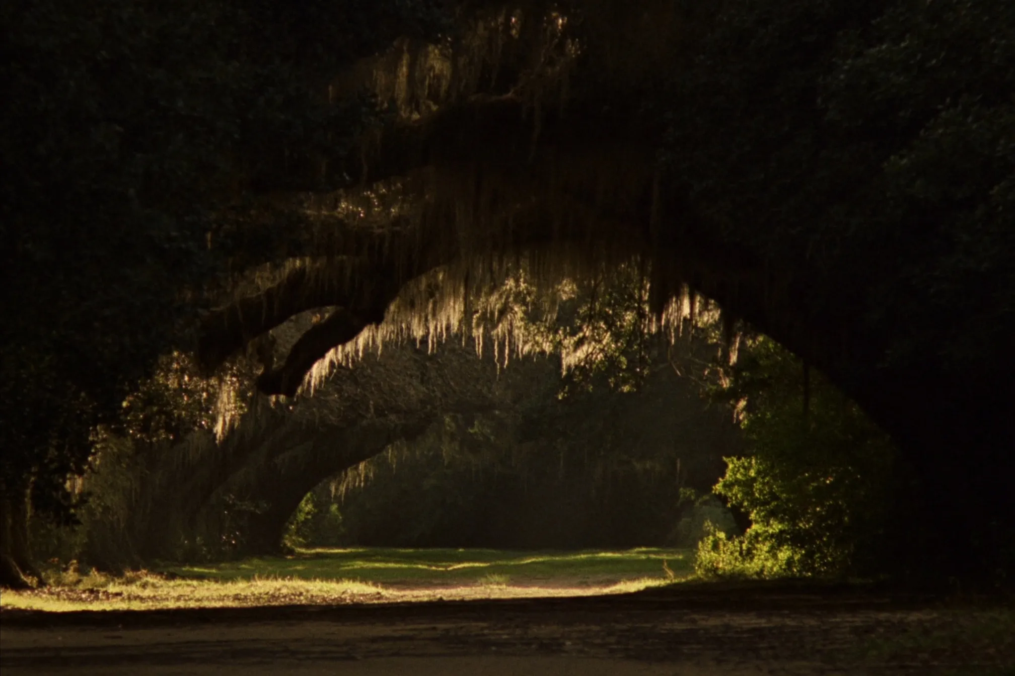 An alley of ancient live oak trees draped in Spanish moss on the Louisiana Northshore, morning light filtering through the branches